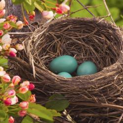 Robin's eggs and Nest by Crabapple Blossoms
