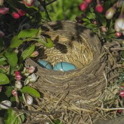 Robin's Nest with Eggs in a Crabapple Tree