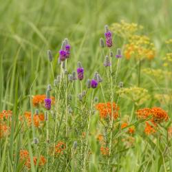 Purple Clover, Butterfly Weed, and Prairie Parsley