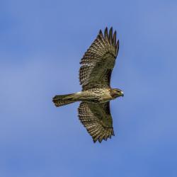 Red Tailed Hawk Flying