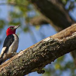 Red-headed Woodpecker on a Branch