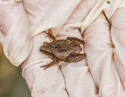 Spring Peeper in a Gloved Hand