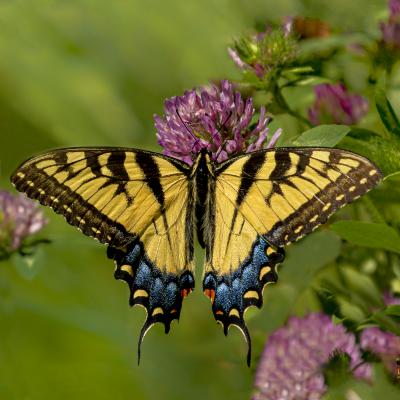 Yellow Swallowtail Butterfly on Clover