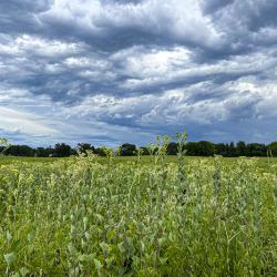 Stormy Sky in Summer at the Schulenberg Prairie