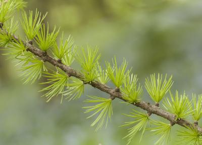 Larix Mill. (larch), branch with needles