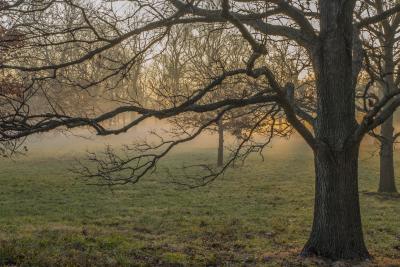 Early Morning Sunrise Light in the Oak Collection in Winter
