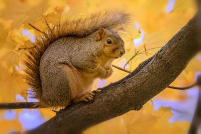 Fox Squirrel in the Maple Collection