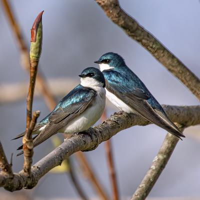 Two Tree Swallows on a Branch