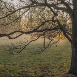 Early Morning Sunrise Light in the Oak Collection in Winter