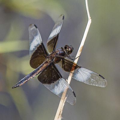 Widow Skimmer Dragonfly in the Schulenberg Prairie
