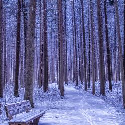 Snowy Spruce Plot in Winter