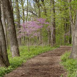 Spring Woodland Trail with Redbuds