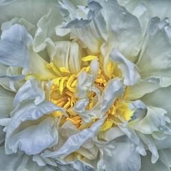 White Ruffled Peony with Flaming Center