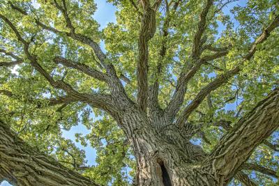Bur Oak Tree Canopy