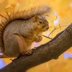 Fox Squirrel in the Maple Collection