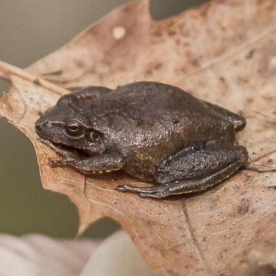 Spring Peeper on a Leaf