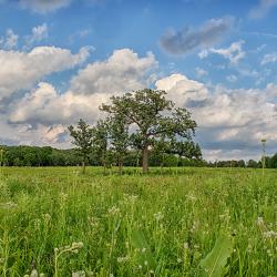 Schulenberg Landscape in July