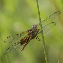 Widow Skimmer Dragonfly in the Prairie