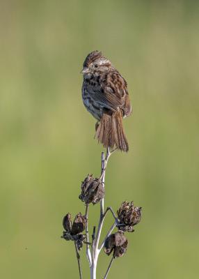Song Sparrow in the Prairie