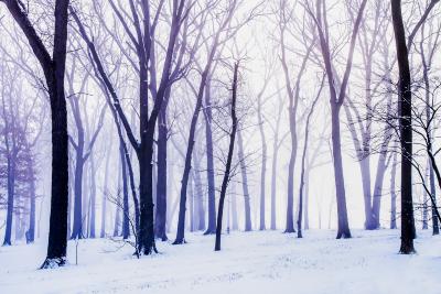 Snowy Arboretum Morning Near Frost Hill