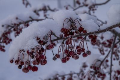 Snow on Crabapple Fruit