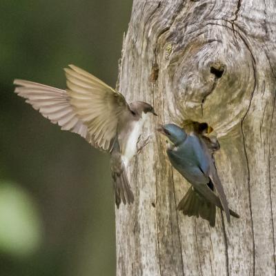 Swallow Parents Approaching Tree Nest