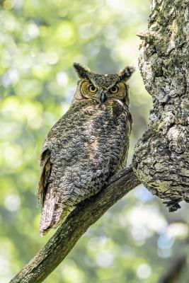 Young Great Horned Owl
