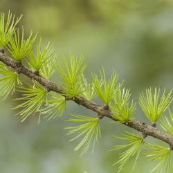 Larix Mill. (larch), branch with needles