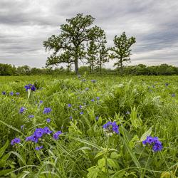 Spiderwort and Oaks in the Late Spring Schulenberg Prairie