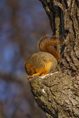 Tree Yoga Downward Squirrel