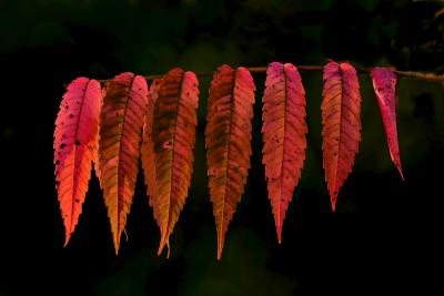 Sumac Leaves in Fall
