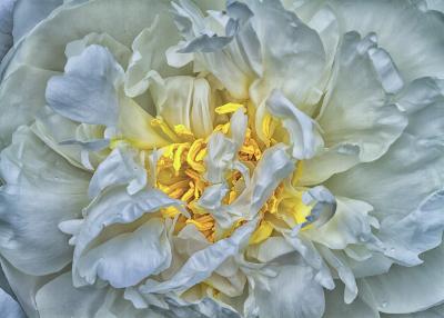 White Ruffled Peony with Flaming Center