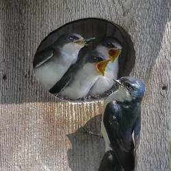 Swallow feeding time
