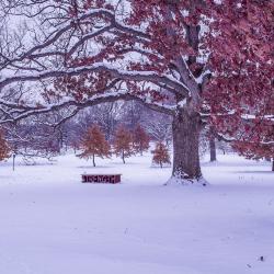 Winter Oaks and Strength Bench