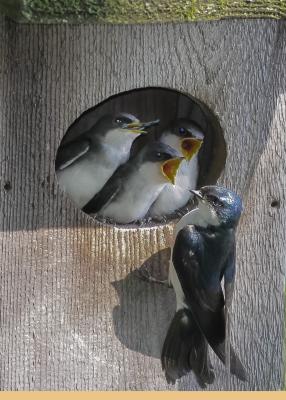 Swallow feeding time