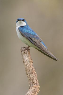 Tree Swallow on Bare Branch