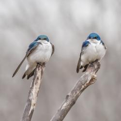 Two Grumpy Tree Swallows