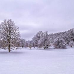 Sugar Maple and Beeches with a Blanket of Snow