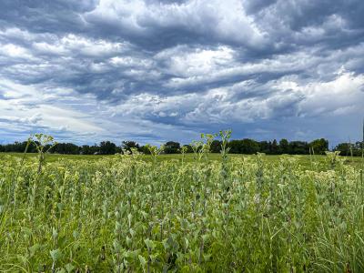 Stormy Sky in Summer at the Schulenberg Prairie
