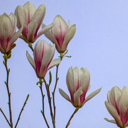 Six Saucer Magnolia Flowers 
