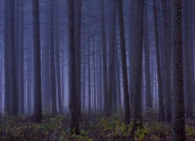 Foggy November in the Spruce Plot