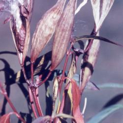 Asclepias incarnata L. (swamp milkweed), fruit on stems