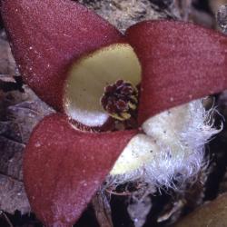 Asarum canadense L. (wild-ginger), close-up of flower