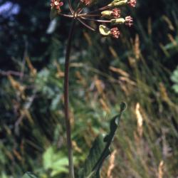 Asclepias amplexicaulis Sm. (sand milkweed), habit