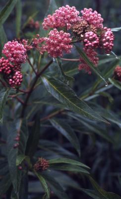 Asclepias incarnata L. (swamp milkweed), flowers and leaves
