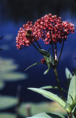 Asclepias incarnata L. (swamp milkweed), umbels with flowers on stems