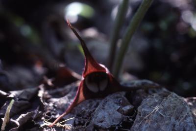Asarum canadense L. (wild-ginger), flower