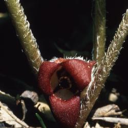 Asarum caudatum Lindl. (British Columbia wild ginger), close-up of flower