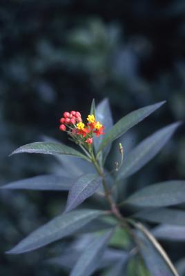 Asclepias curassavica L. (blood flower milkweed), flower with stem and leaves