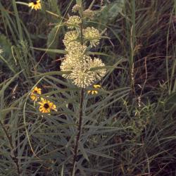 Asclepias hirtella (Pennell) Woodson (tall green milkweed), habit